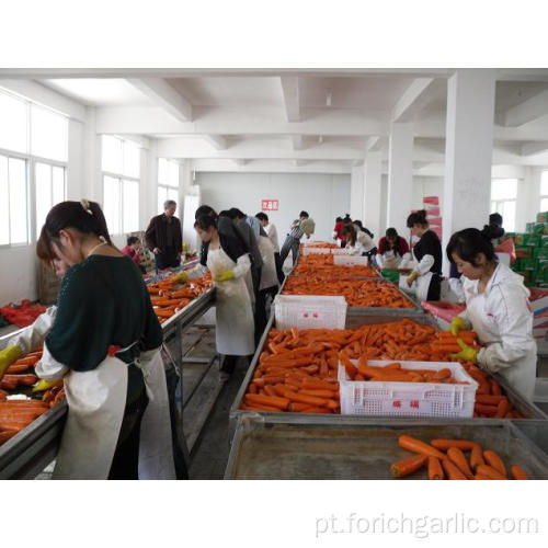 Cenoura fresca de alta qualidade de Shandong